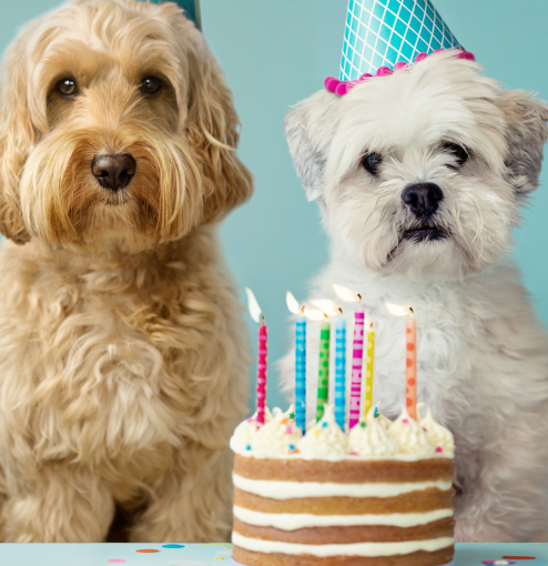 dog birthday photo